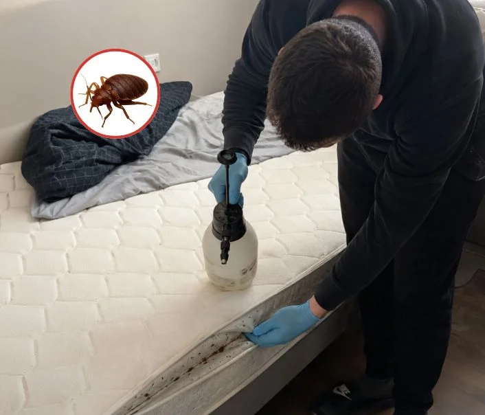 Technicien traitant un matelas contre les punaises de lit à Monnerville